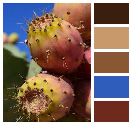 Prickly Pear Fruit Cactus Image